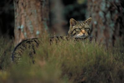 Scottish wildcat standing in a pine forest