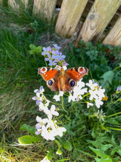 Peacock butterfly on cuckoo flower, growing amongst grass and dandelions.