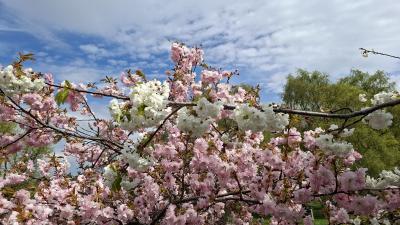 White and pick blossom with trees and blue sky in background.