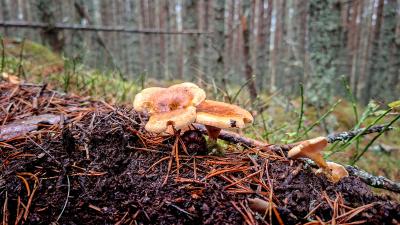 Funghi on a damp woodland path