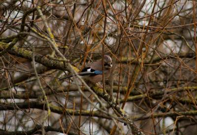 A jay perched on the bare branches of a tree.