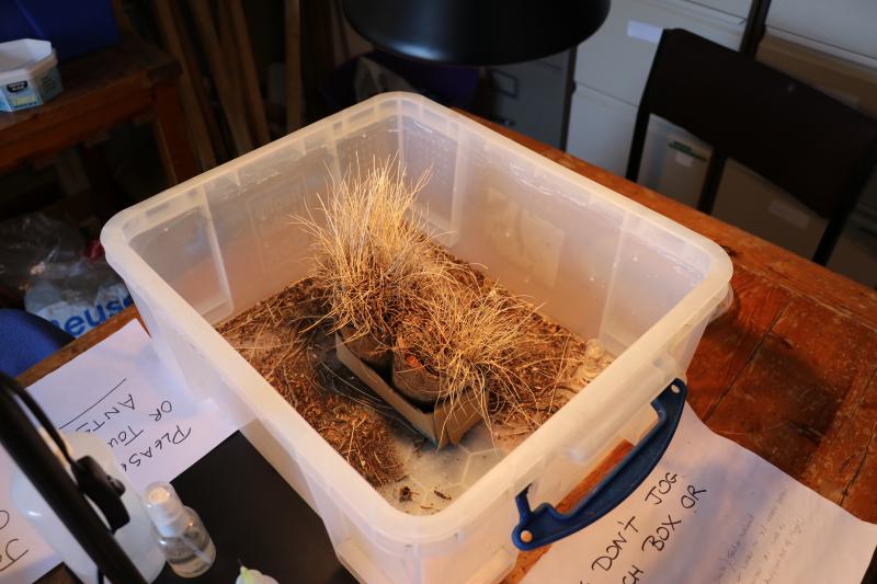 A small ant nest of dead grass sitting in a large plastic storage box on a desk in an office