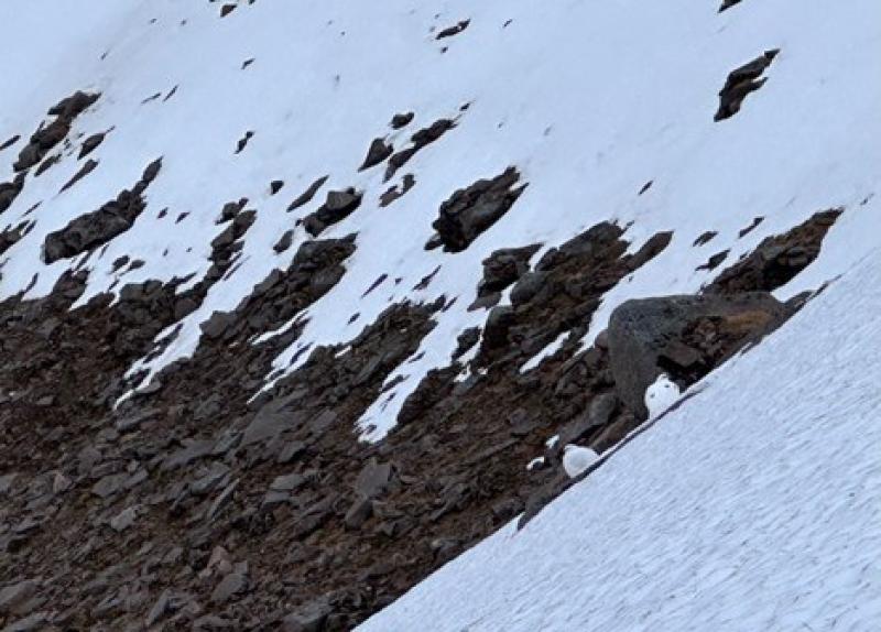 Two white ptarmigan on a snow covered mountain slope.