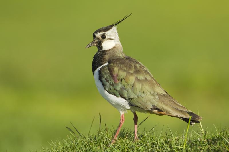 Lapwing on the ground in a field of grass.