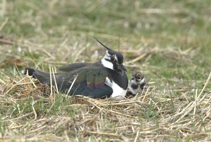 Lapwing mother and chick in a nest on the ground.