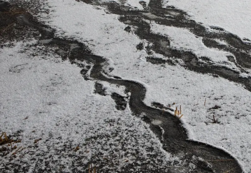 The side-to-side swish of a beaver’s tail can be a distinctive feature in its tracks.