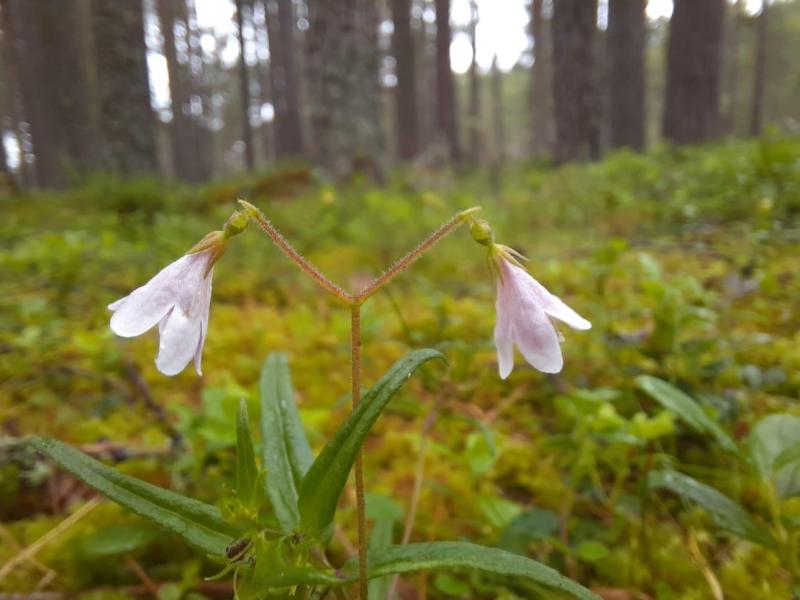 Twinflower on the forest floor.