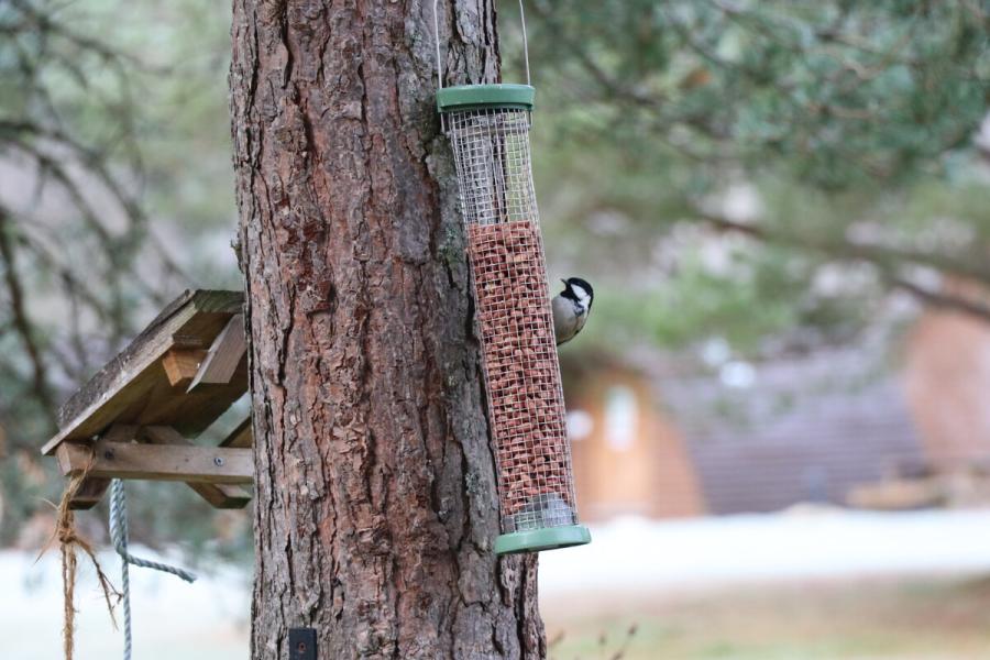 Coal Tit on a bird feeeder at the Outdoor Dementia Resource Centre.
