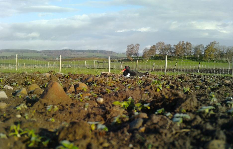 An oystercatcher resting in an earthy field.