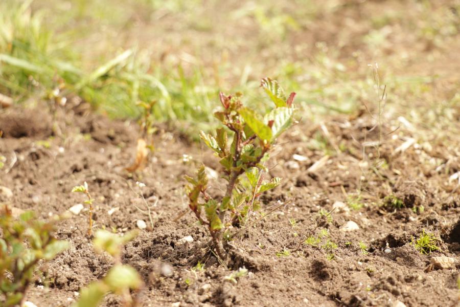 Aspen sapling at tree nursery