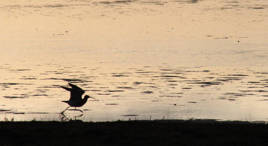 Silhouette of a curlew taking flight across the water