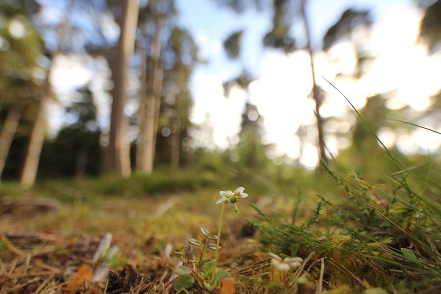 Small delicate plant in bloom