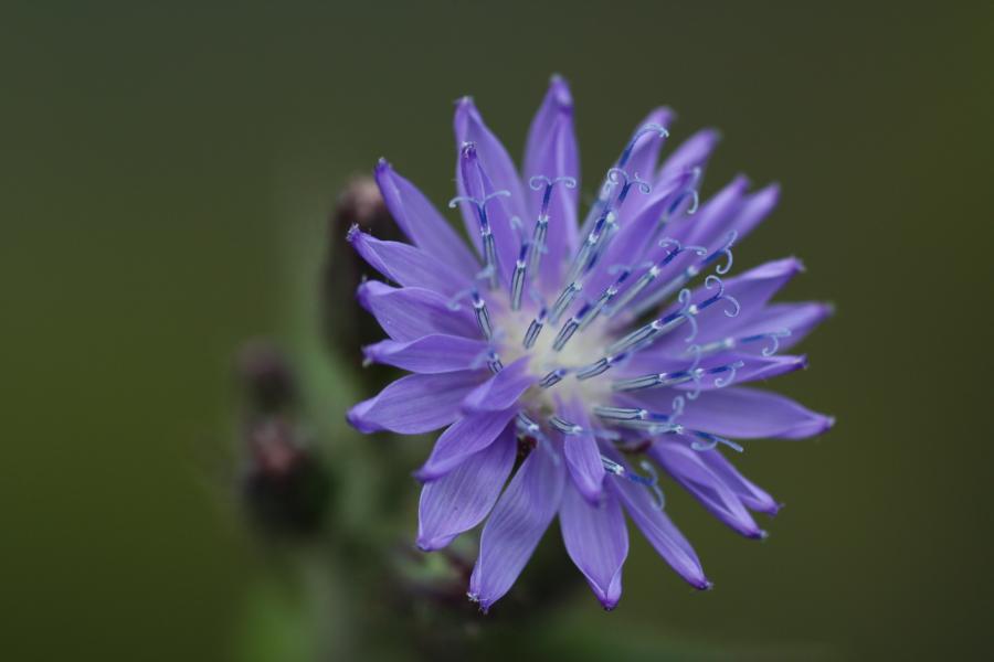 Close up of an alpine blue-sow-thistle