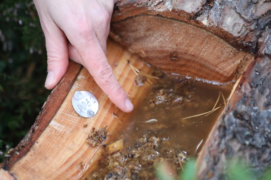 Pine hoverfly larvae in a specially created 'trough' in a fallen pine tree.