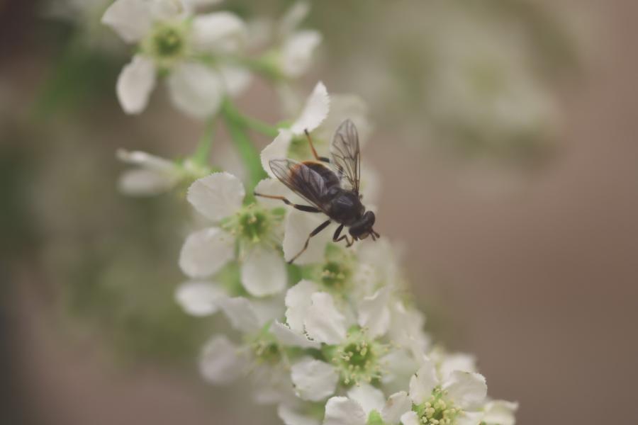 A pine hoverfly on white flowers.