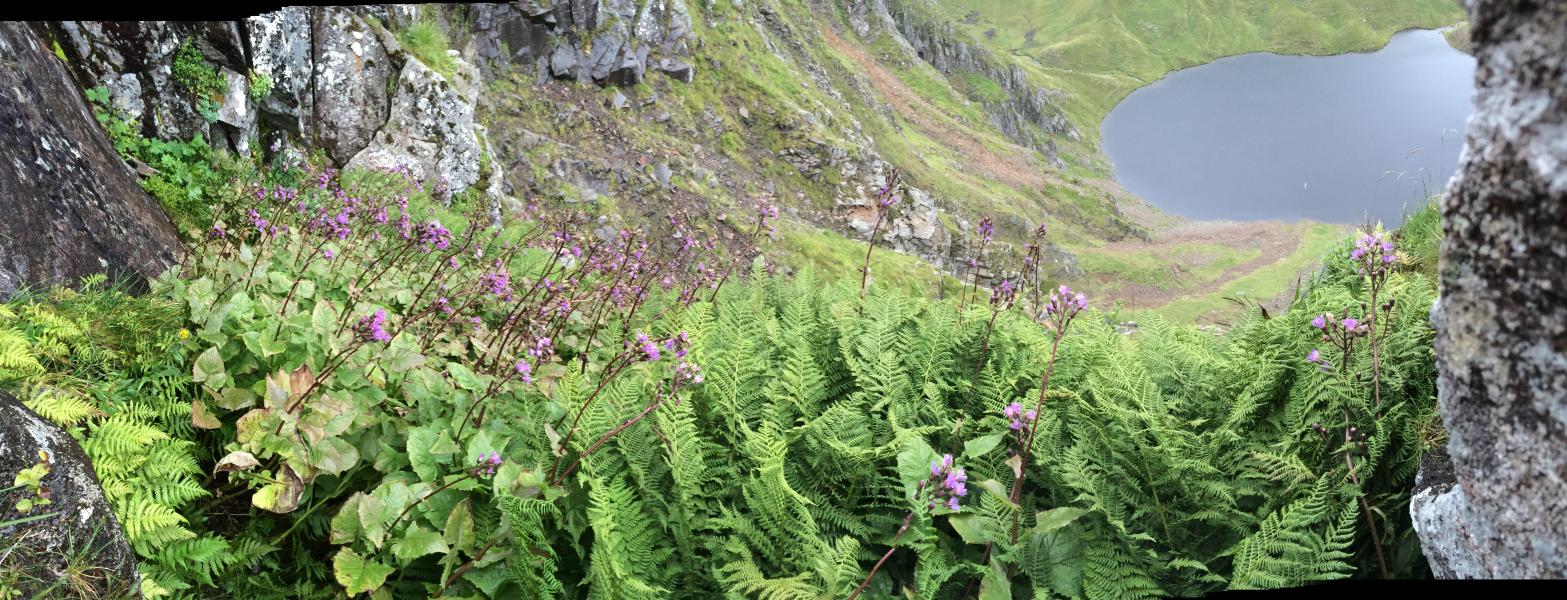 Purple plant nestled amongst lush green bracken