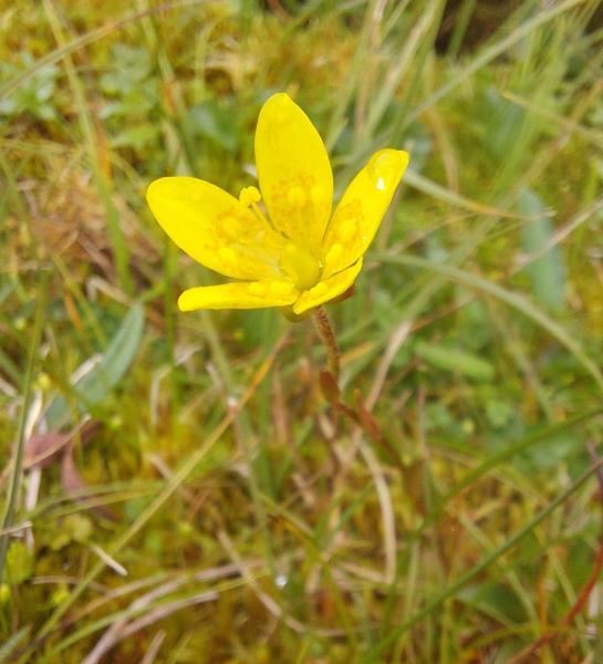 Yellow Marsh Saxifrage flower with five petals