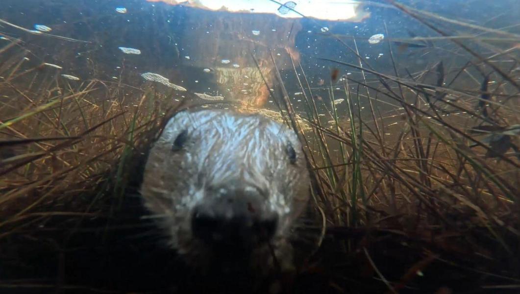 An underwater image of a beaver's face close to the camera.