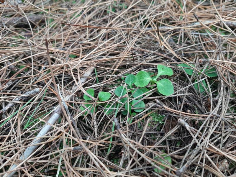 Small green plant