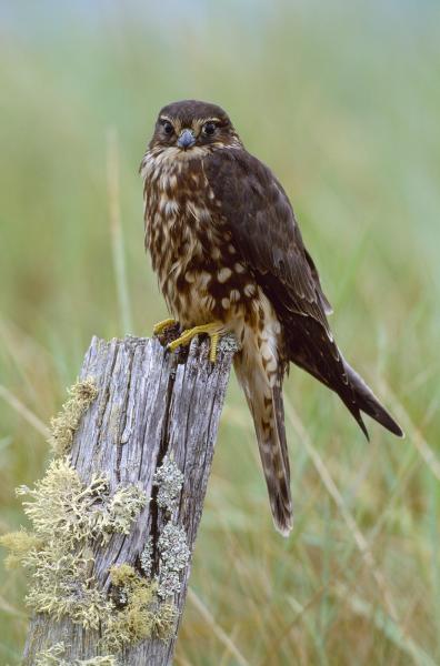 Merlin, bird of prey on post in field