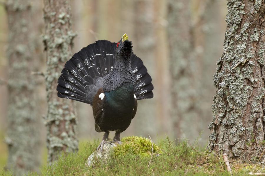 A male capercaillie stands on a moss covered rock in a forest