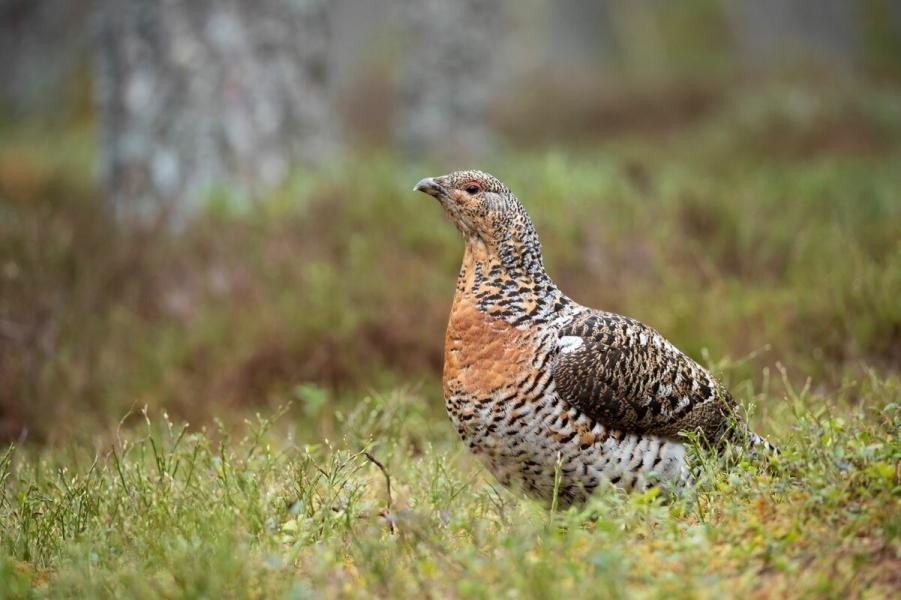 A female capercaillie in the forest