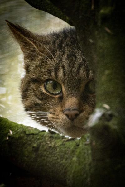 Scottish wildcat  behind tree branch