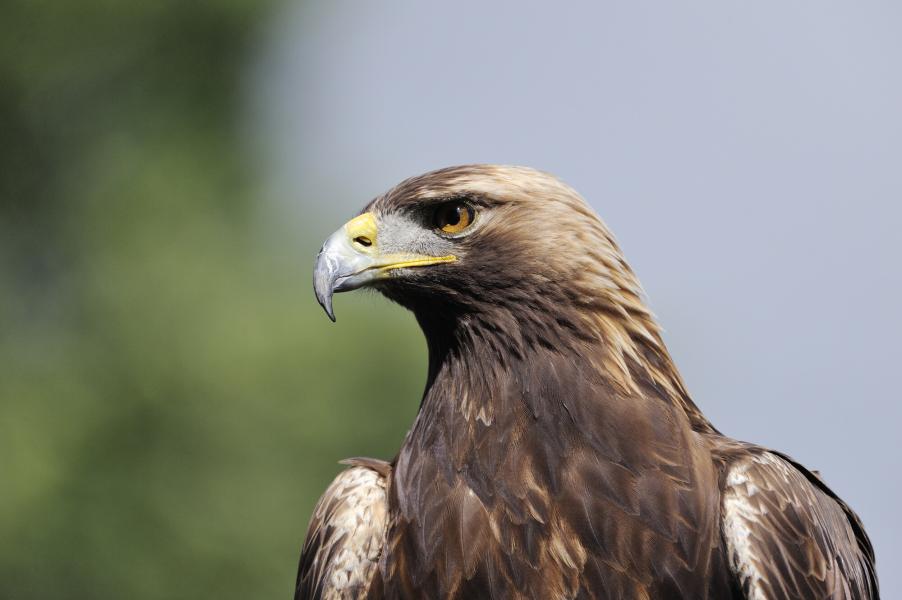 Close up of a captive golden eagle
