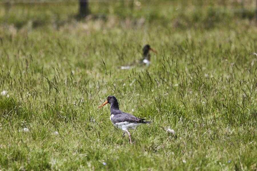 Two oystercatchers in a field.