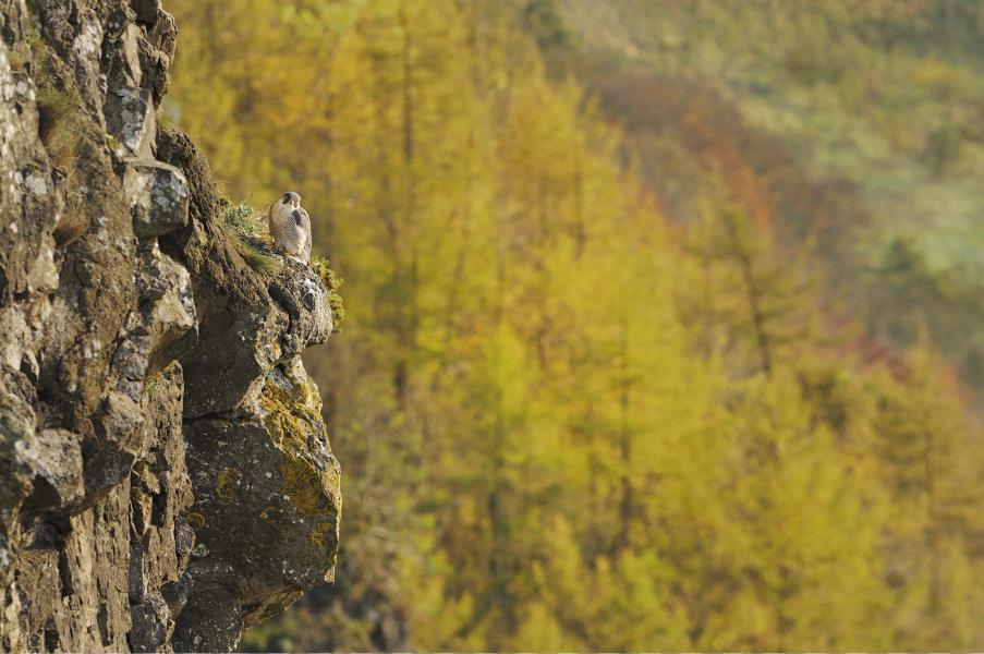 Perching on a cliff above a woodland in autumn