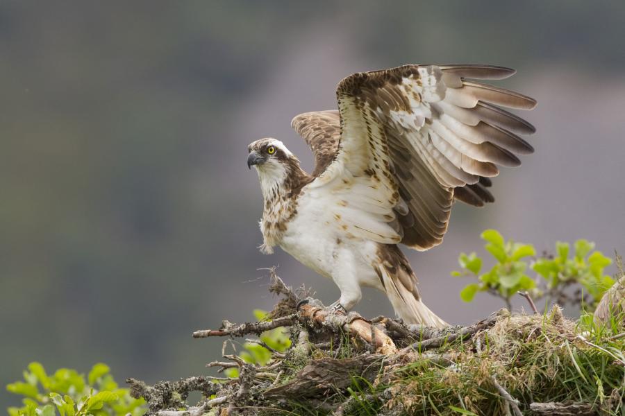 A female osprey stretches her wings on the nest.