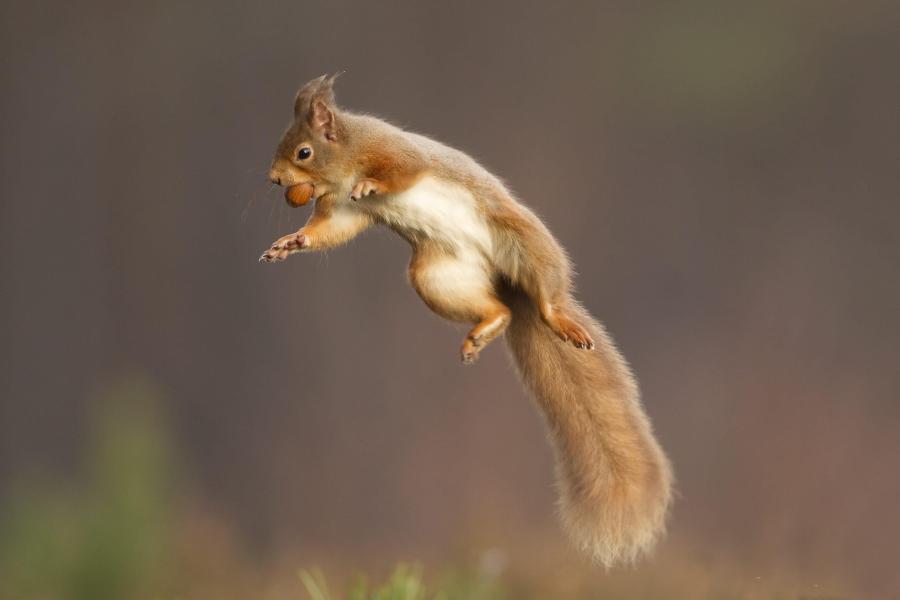 Red squirrel (Sciurus vulgaris) jumping with nut in its mouth, Cairngorms National Park, Scotland