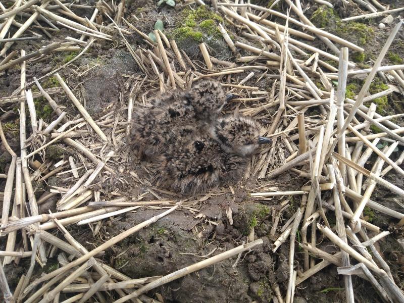 Two lapwing chicks in a nest on the ground.