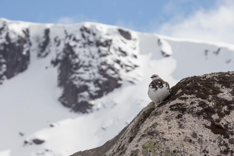 A ptarmigan on a rock with snow covered mountain in background