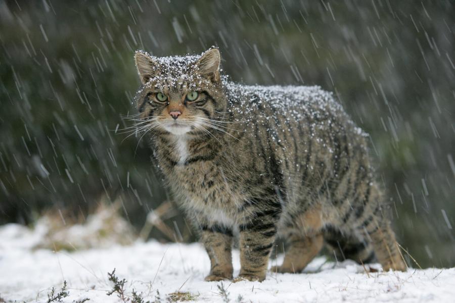Scottish wildcat standing in snow shower