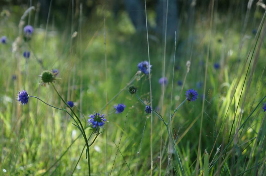 Wild flower in grassland