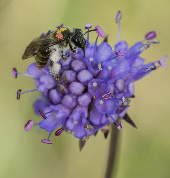 A small scabious mining bee on a purple flower