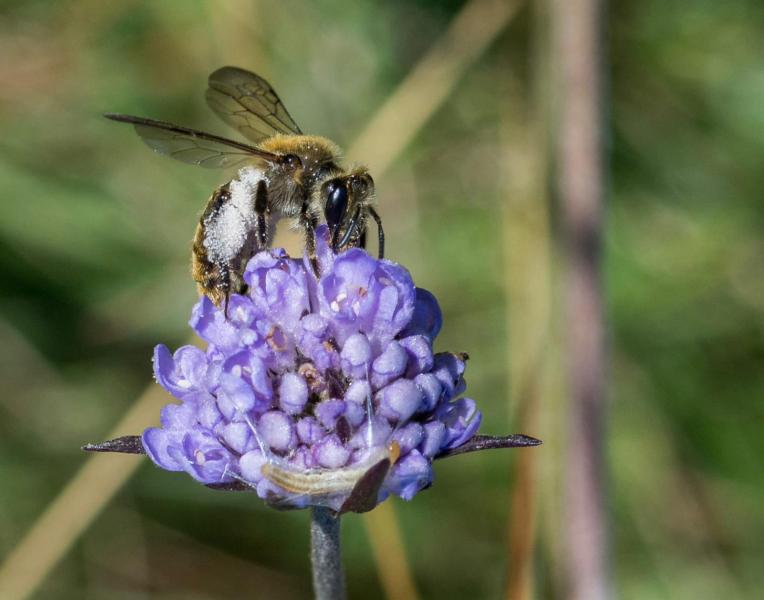 Small scabious mining bee on wildflower.
