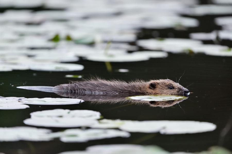 European beaver juvenile swimming among lily leaves.