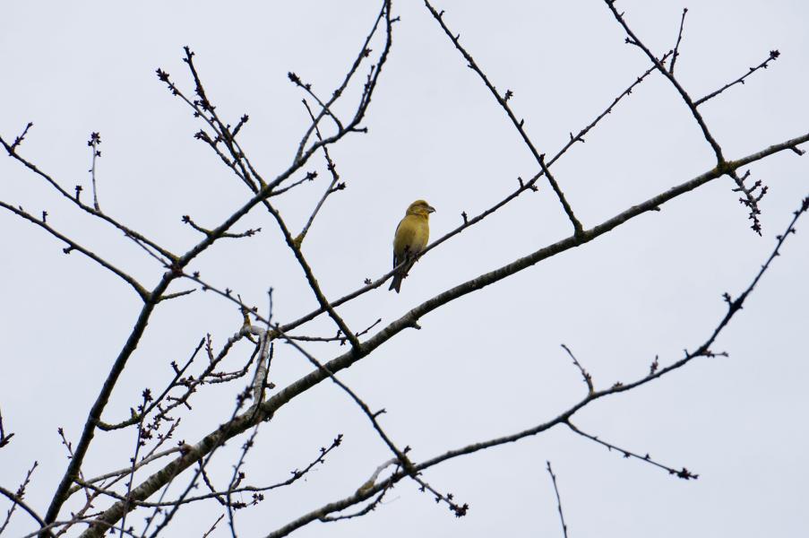 A lone crossbill perched in a tree