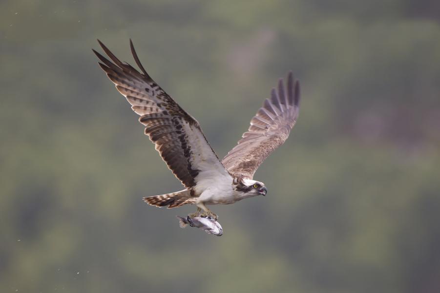 An osprey flying with a fish in its talons.