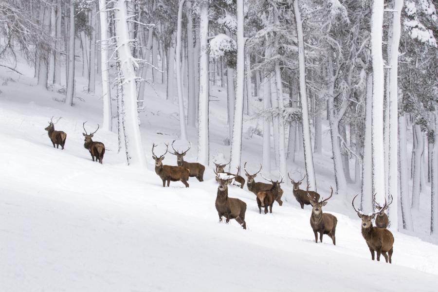 A herd of red deer standing in the snow with trees in background