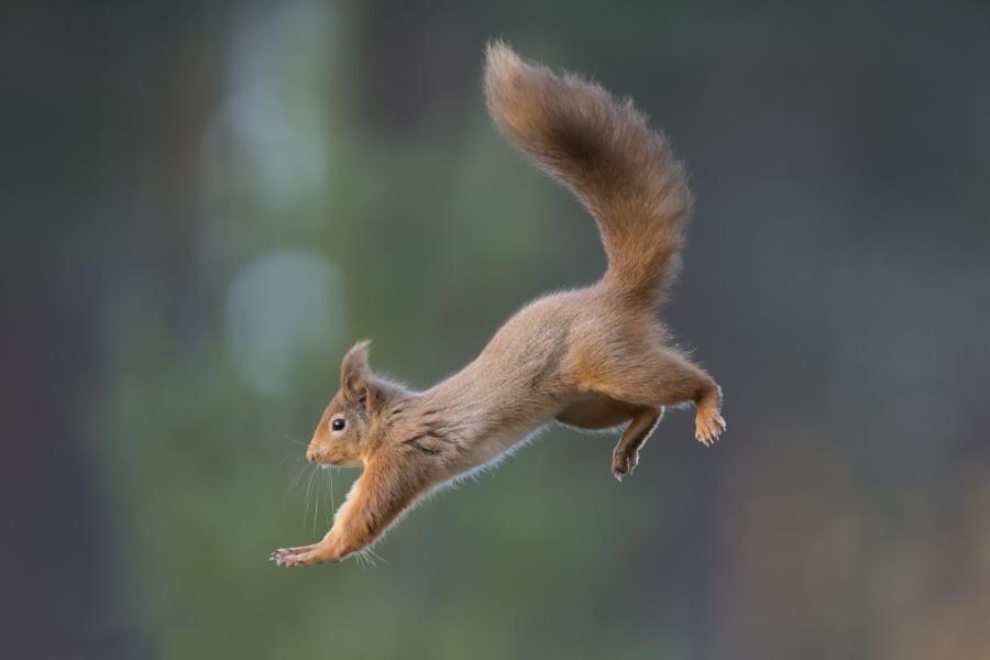 A red squirrel jumping through the air.