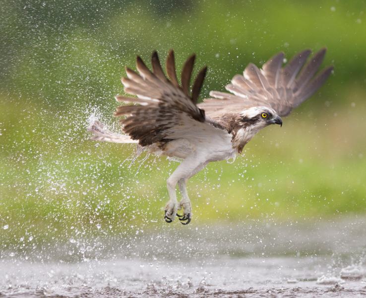 An osprey swoops low on water as it attempts to catch its prey, sending water droplets flying through the air