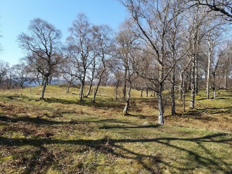 Tomnagowan woodland - example of area grazed by sheep