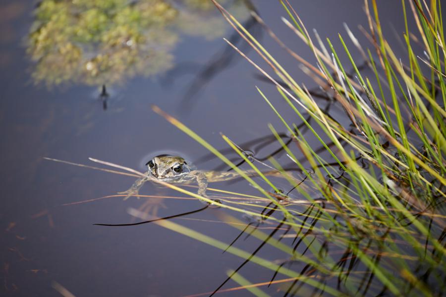 A frog in a peat bog with moss and grass