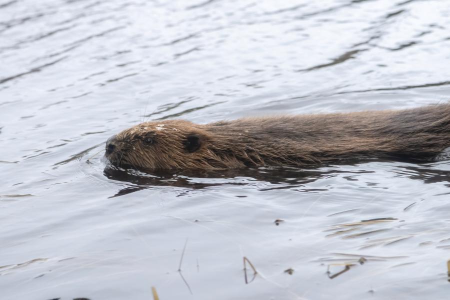 Close up of a beaver swimming through water