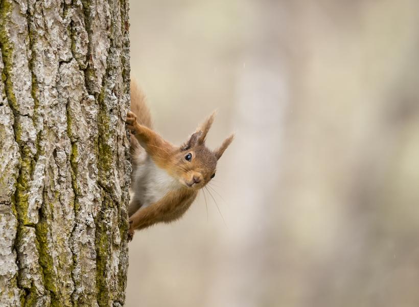 Red squirrel on a tree.