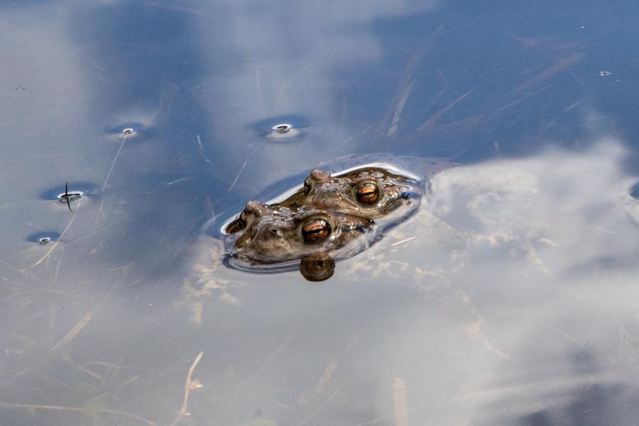 Male frog piggybacks on female frog in a pond.