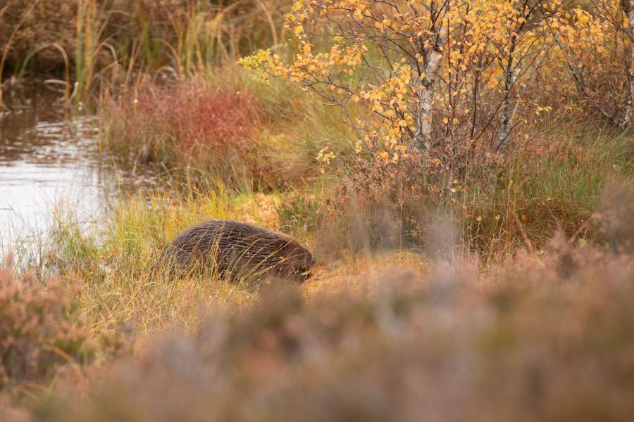 Beaver at the edge of the loch in Autumn